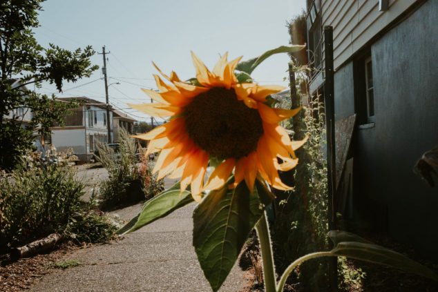 sunflower